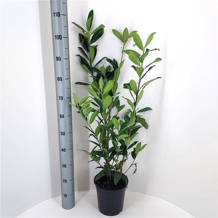 Prunus l. 'Caucasica' 60-80 cm cont. 4,0L - afbeelding 5