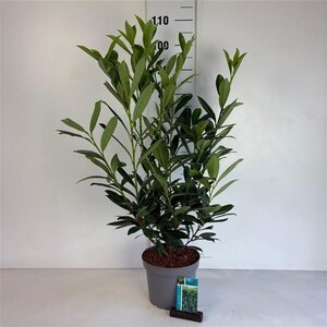 Prunus l. 'Caucasica' 80-100 cm cont. 5,0L - afbeelding 8