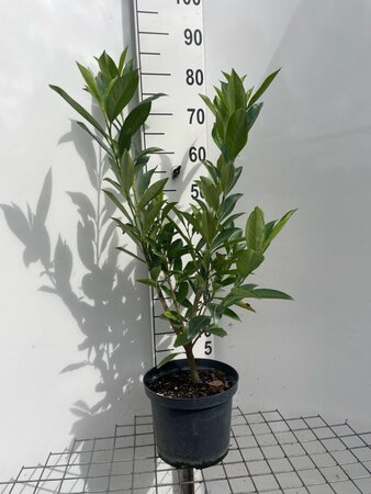Prunus l. 'Caucasica' 80-100 cm cont. 5,0L - afbeelding 2
