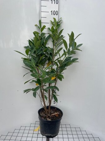 Prunus l. 'Caucasica' 80-100 cm cont. 5,0L - afbeelding 3