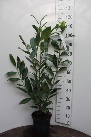 Prunus l. 'Caucasica' 80-100 cm cont. 5,0L - afbeelding 7