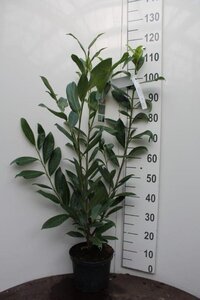 Prunus l. 'Caucasica' 80-100 cm cont. 5,0L - afbeelding 7