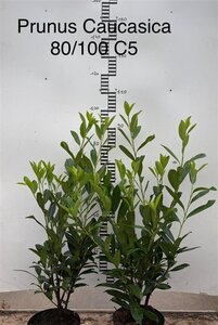 Prunus l. 'Caucasica' 80-100 cm cont. 5,0L