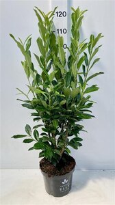 Prunus l. Elly 80-100 cm cont. 7,5L