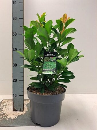 Prunus l. Etna 40-60 cm cont. 5,0L - afbeelding 4