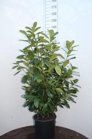 Prunus l. 'Novita' 100-125 cm cont. 12L - afbeelding 2