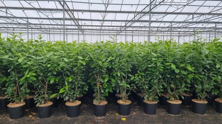 Prunus l. 'Novita' 100-125 cm cont. 12L - afbeelding 1