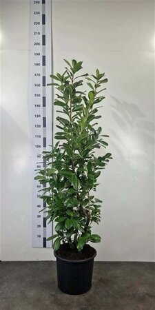 Prunus l. 'Novita' 125-150 cm cont. 20L - afbeelding 1