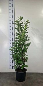 Prunus l. 'Novita' 125-150 cm cont. 20L - afbeelding 1