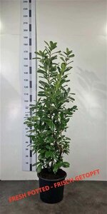Prunus l. 'Novita' 125-150 cm cont. 20L - afbeelding 2
