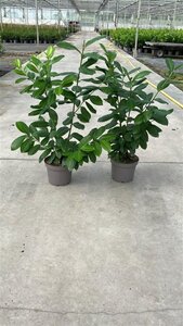 Prunus l. 'Novita' 80-100 cm cont. 5,0L - afbeelding 5