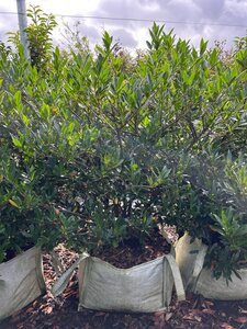 Prunus l. 'Otto Luyken' 150-175 cm cont. 100L