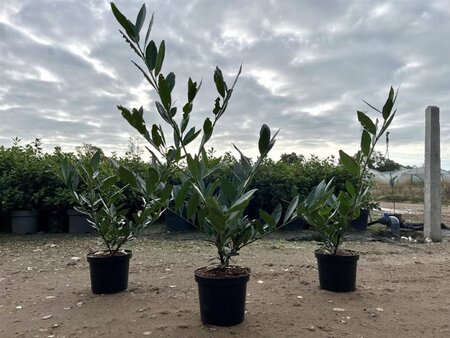 Prunus l. 'Otto Luyken' 30-40 cm cont. 3,0L - afbeelding 6