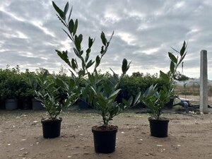 Prunus l. 'Otto Luyken' 30-40 cm cont. 3,0L - afbeelding 6