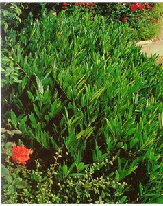 Prunus l. 'Otto Luyken' 30-40 cm cont. 3,0L - afbeelding 6