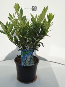 Prunus l. 'Otto Luyken' 30-40 cm cont. 3,0L - afbeelding 7