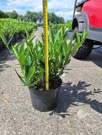 Prunus l. 'Otto Luyken' 30-40 cm cont. 5,0L
