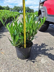 Prunus l. 'Otto Luyken' 30-40 cm cont. 5,0L