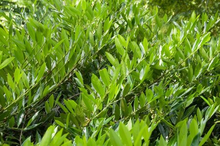 Prunus l. 'Otto Luyken' 60-80 cm cont. 15L - afbeelding 2