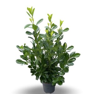 Prunus l. 'Rotundifolia' 125-150 cm cont. 12L