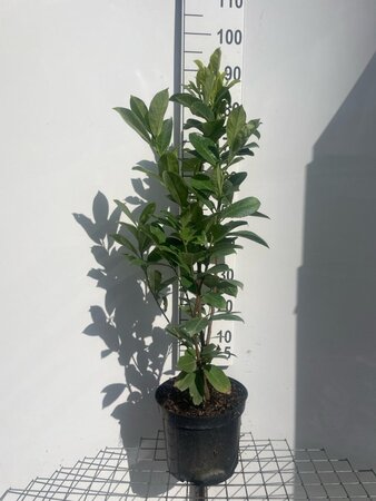 Prunus l. 'Rotundifolia' 80-100 cm cont. 7,5L