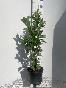 Prunus l. 'Rotundifolia' 80-100 cm cont. 7,5L