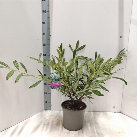 Prunus l. 'Zabeliana' 40-50 cm cont. 5,0L - afbeelding 1