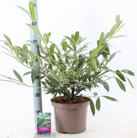 Prunus l. 'Zabeliana' 40-50 cm cont. 5,0L - afbeelding 2