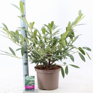 Prunus l. 'Zabeliana' 40-50 cm cont. 5,0L - afbeelding 2