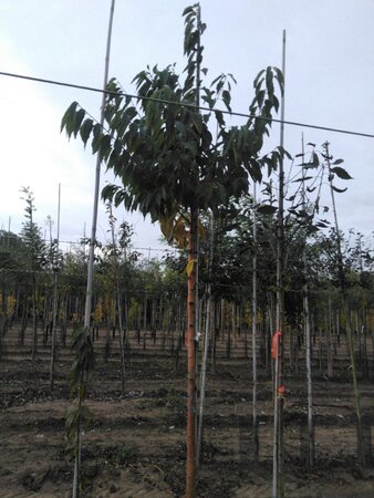Prunus maackii 'Amber Beauty' 14-16 Hoogstam draadkluit 2 X verplant