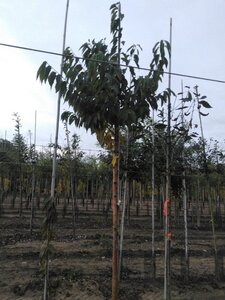 Prunus maackii 'Amber Beauty' 14-16 Hoogstam draadkluit 2 X verplant