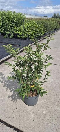 Prunus nipponica 'Brillant' 60-80 cm cont. 10L