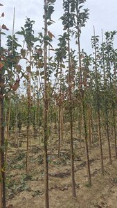 Prunus padus 6-8 Hoogstam wortelgoed - afbeelding 3