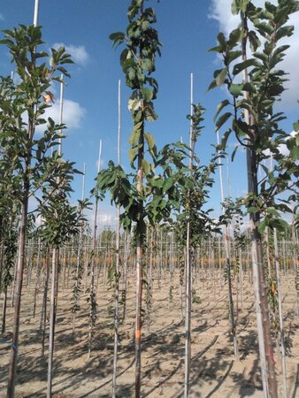 Prunus padus 6-8 Hoogstam wortelgoed - afbeelding 2