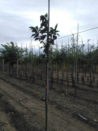 Prunus padus 6-8 Hoogstam wortelgoed - afbeelding 4