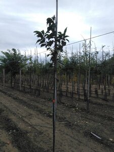 Prunus padus 6-8 Hoogstam wortelgoed - afbeelding 4