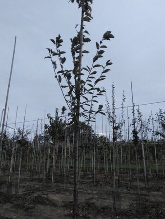 Prunus padus 'Tiefurt' 10-12 Hoogstam wortelgoed - afbeelding 5