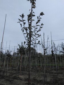 Prunus padus 'Tiefurt' 10-12 Hoogstam wortelgoed - afbeelding 5