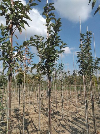 Prunus padus 'Tiefurt' 10-12 Hoogstam wortelgoed - afbeelding 4