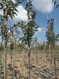 Prunus padus 'Tiefurt' 10-12 Hoogstam wortelgoed - afbeelding 4