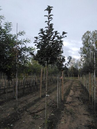 Prunus padus 'Tiefurt' 12-14 Hoogstam wortelgoed 2 X verplant - afbeelding 4