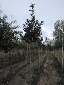 Prunus padus 'Tiefurt' 12-14 Hoogstam wortelgoed 2 X verplant - afbeelding 4