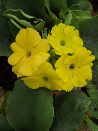 Primula pubescens = auricula(verouderd) geen maat specificatie 0,55L/P9cm - afbeelding 2