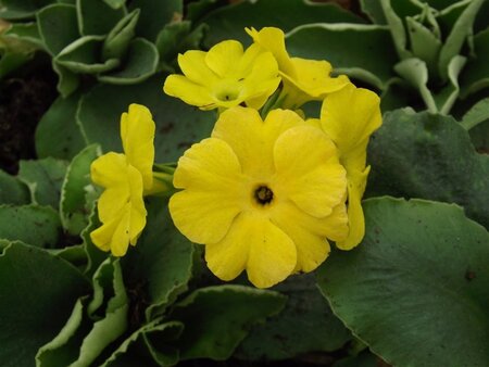 Primula pubescens = auricula(verouderd) geen maat specificatie 0,55L/P9cm - afbeelding 1