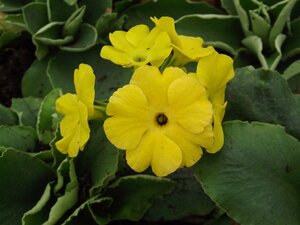 Primula pubescens = auricula(verouderd) geen maat specificatie 0,55L/P9cm