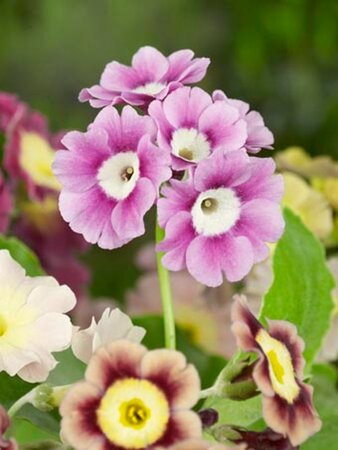 Primula pubescens = auricula(verouderd) geen maat specificatie 0,55L/P9cm - afbeelding 3