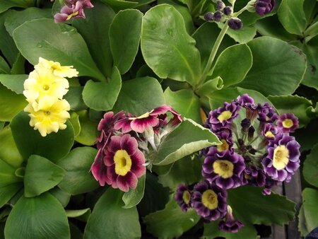 Primula pubescens = auricula(verouderd) geen maat specificatie 0,55L/P9cm - afbeelding 4