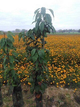 Prunus ser. 'Amanogawa' 125-150 cm wortelgoed 3-5 tak struik - afbeelding 2