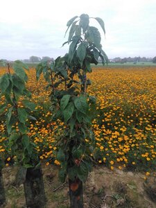 Prunus ser. 'Amanogawa' 125-150 cm wortelgoed 3-5 tak struik - afbeelding 2