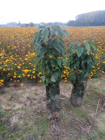 Prunus ser. 'Amanogawa' 125-150 cm wortelgoed 3-5 tak struik - afbeelding 1